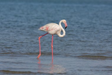 Flamingo ve suyun