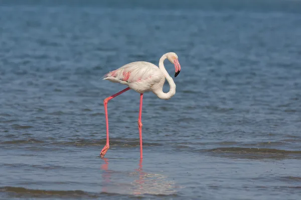 Flamingo over the water — Stock Photo, Image