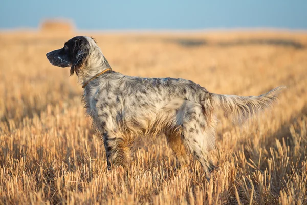 Setter pontilhado — Fotografia de Stock