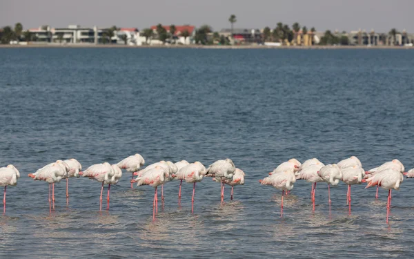 Flamingos over the water — Stock Photo, Image