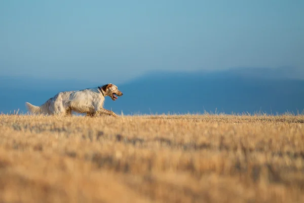 Noktalı setter — Stok fotoğraf