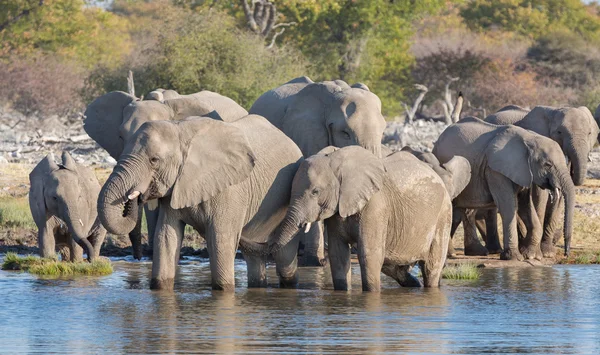 Etosha 'daki filler — Stok fotoğraf