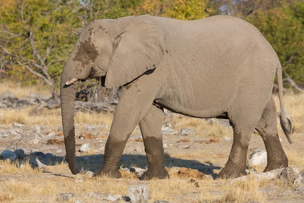 Éléphant marchant — Photo