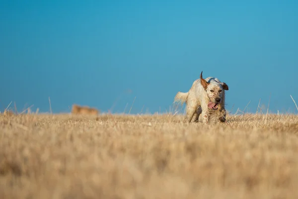 Gestippelde setter — Stockfoto