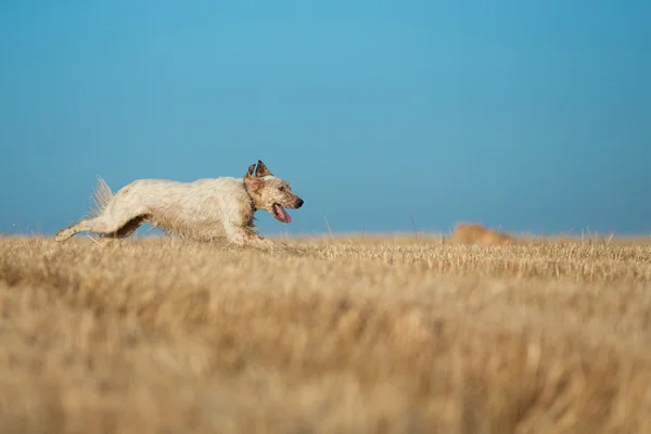 Setter pontilhado — Fotografia de Stock