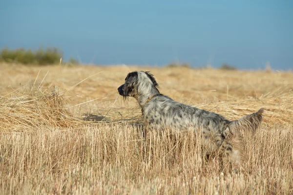 Dotted Setter — Stock Photo, Image