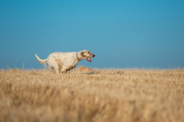 noktalı setter