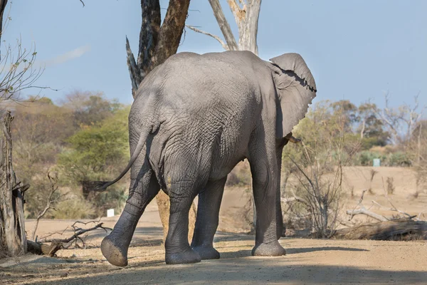 Elefante ambulante — Fotografia de Stock