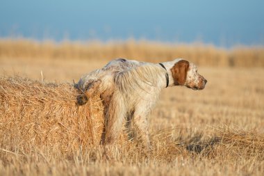 kahverengi noktalı setter peeing