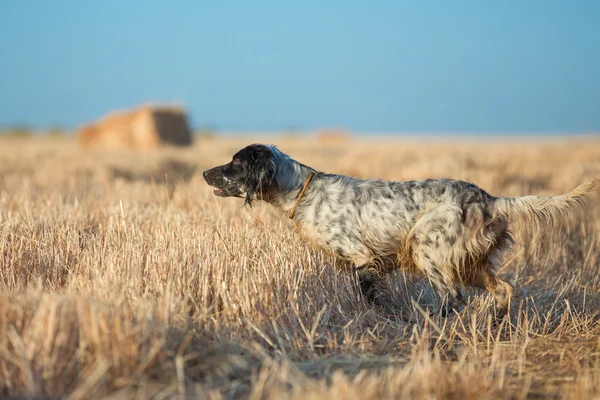 Gabo de gatozwarte gestippelde setter — Stockfoto