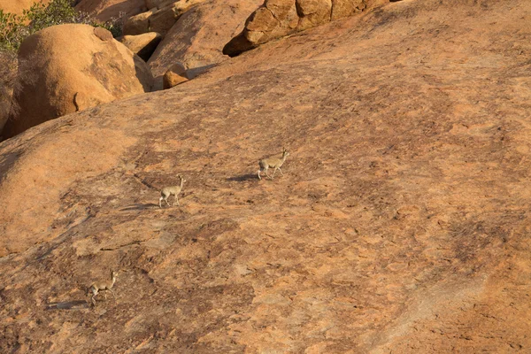 Klipspringer standing on rocks. — Stock Photo, Image