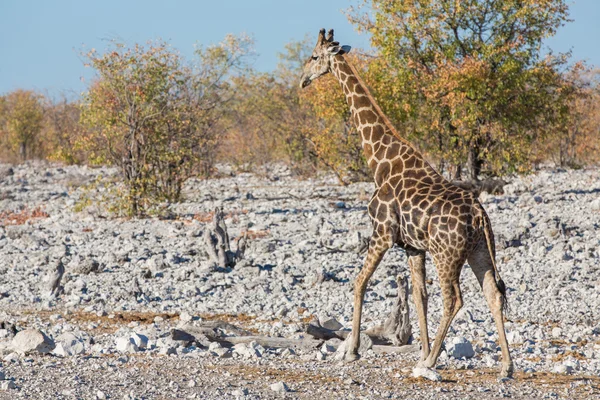 Uma girafa — Fotografia de Stock