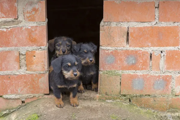 Dachshunds castanhos pequenos — Fotografia de Stock