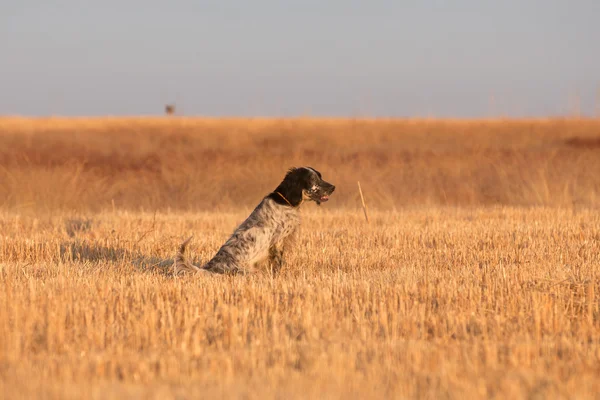 Setter pontilhado — Fotografia de Stock