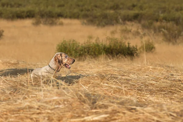 Setter pontilhado marrom — Fotografia de Stock