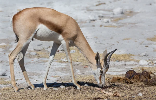 Springbok — Stock Photo, Image