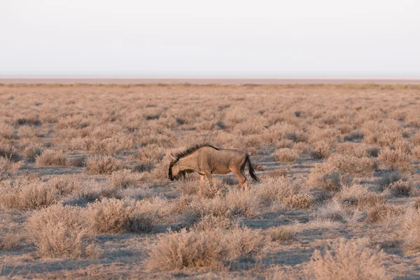 Antilop — Stok fotoğraf