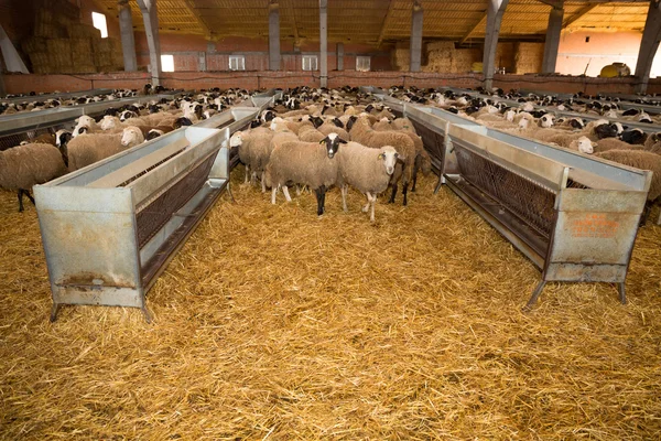 Flock av får — Stockfoto