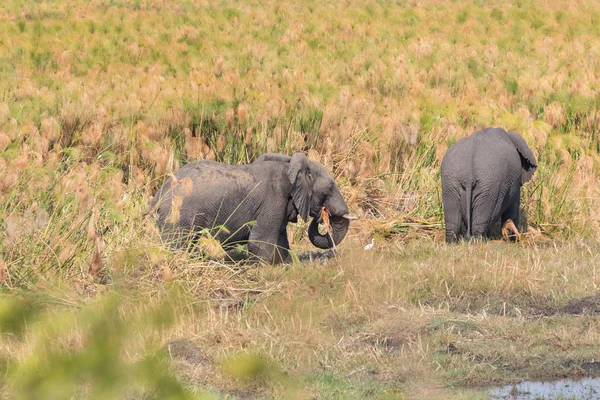 Wandelen olifant — Stockfoto