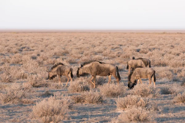 Wildebeest group — Stock Photo, Image