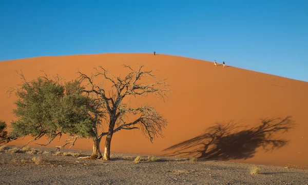 Красная дюна — стоковое фото