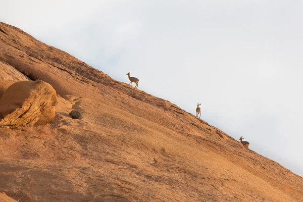 Klipspringer 站在岩石上. — 图库照片