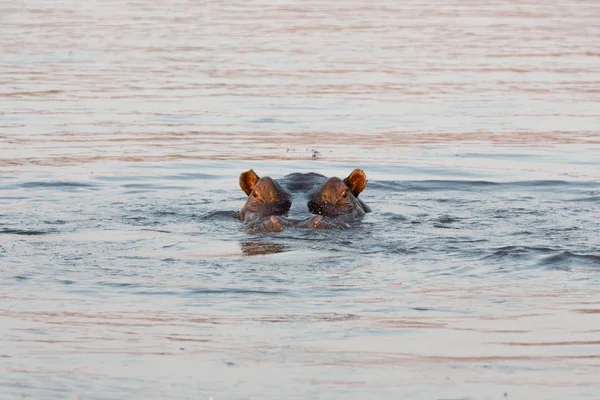 Ojos de hipopótamo —  Fotos de Stock