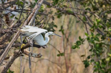 Egretta garzetta