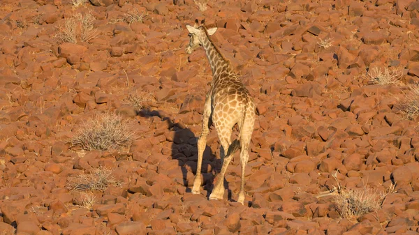 나미브사막의 기린 — 스톡 사진