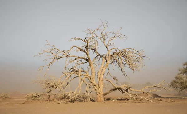 砂嵐とツリー — ストック写真