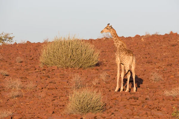 Girafa em namib — Fotografia de Stock