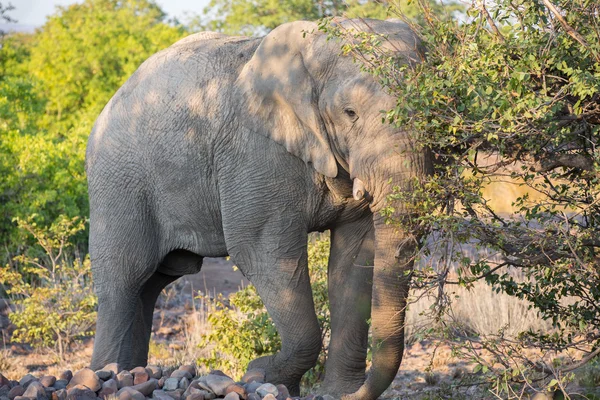 Elefante zangado — Fotografia de Stock