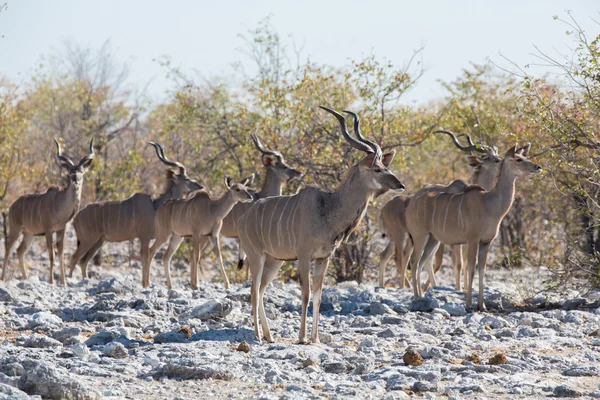 Kudu antilop csoport — Stock Fotó