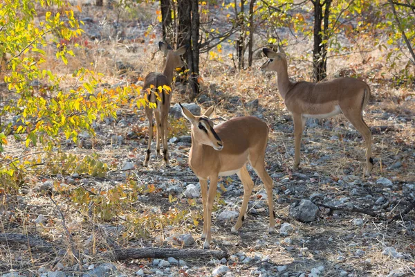 Antylop Impala na baczności — Zdjęcie stockowe