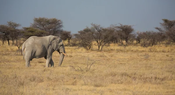 Elephant — Stock Photo, Image