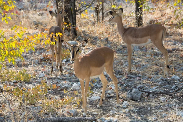 Impala antelope on the alert — Stock Photo, Image
