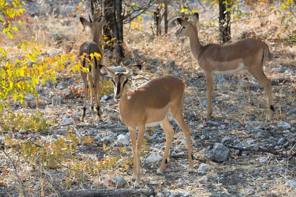 Impala antilopy na oznámení — Stock fotografie