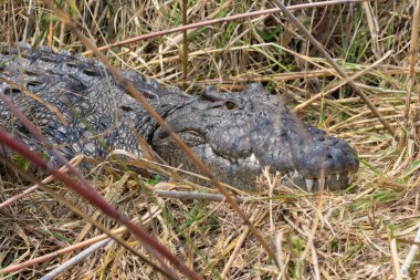 yaban hayatı timsah