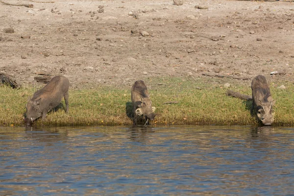 Phacochoerus — Stockfoto