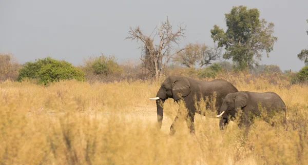 Elephants feeding — Stock Photo, Image