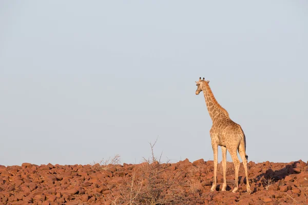 Giraffe im Namib — Stockfoto