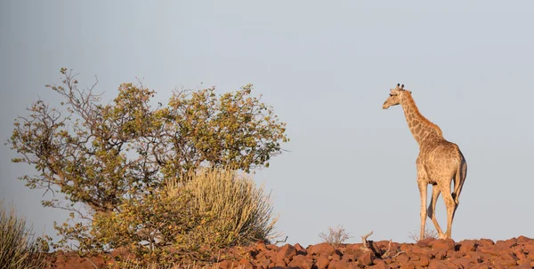 Giraffa a Namib — Foto Stock