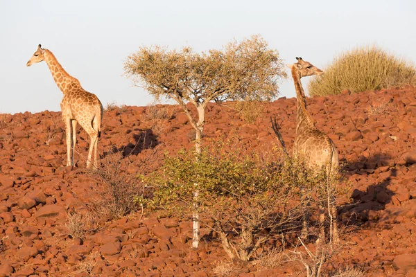 Giraffe in Namib — Stock Photo, Image