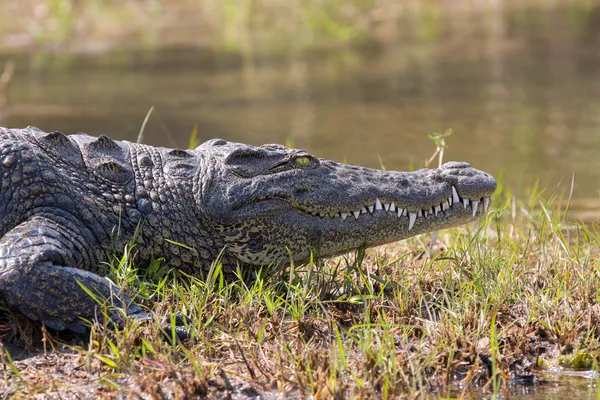 Crocodilo de vida selvagem — Fotografia de Stock