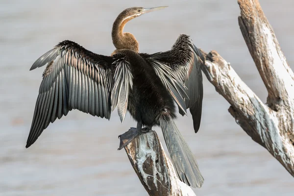 Darter africano — Foto Stock