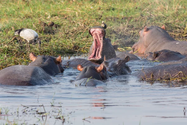 Grupo Hipopótamo —  Fotos de Stock