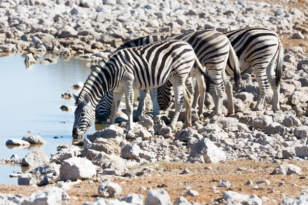 Zebra am Wasserloch — Stockfoto