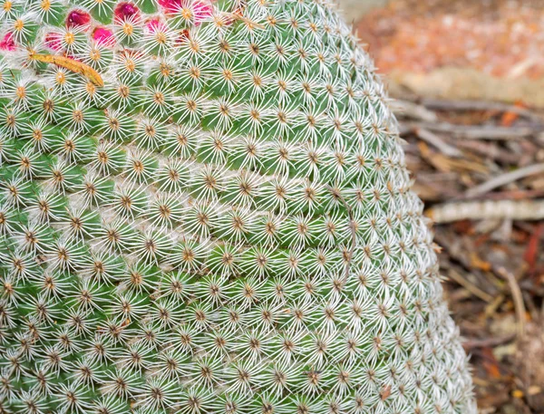 Mammillaria kaktus — Stockfoto