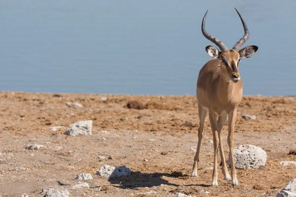 Impala antilopu — Stok fotoğraf