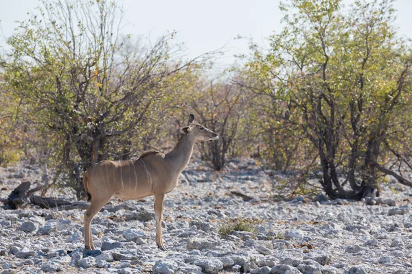 Antilope du Kudu — Photo